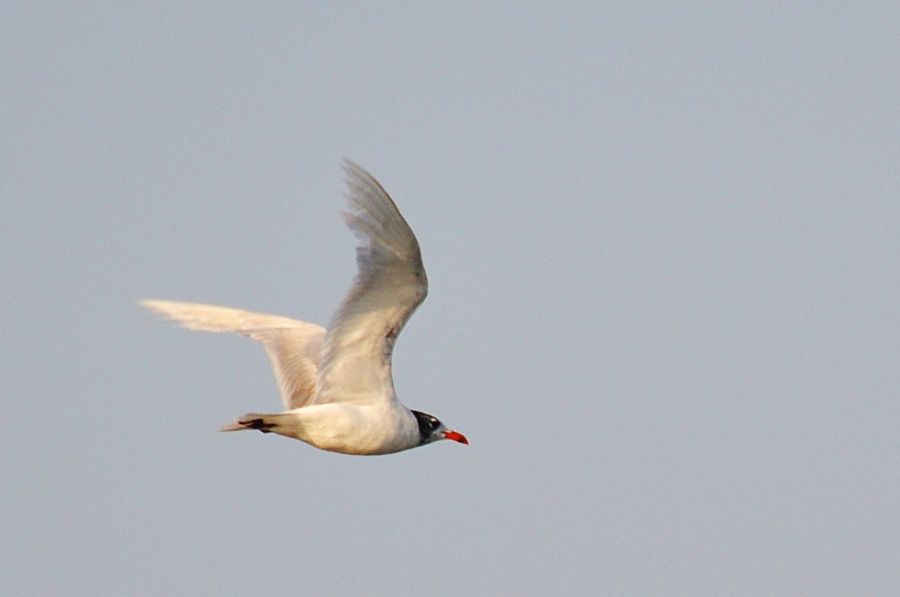 Mediterranean Gull