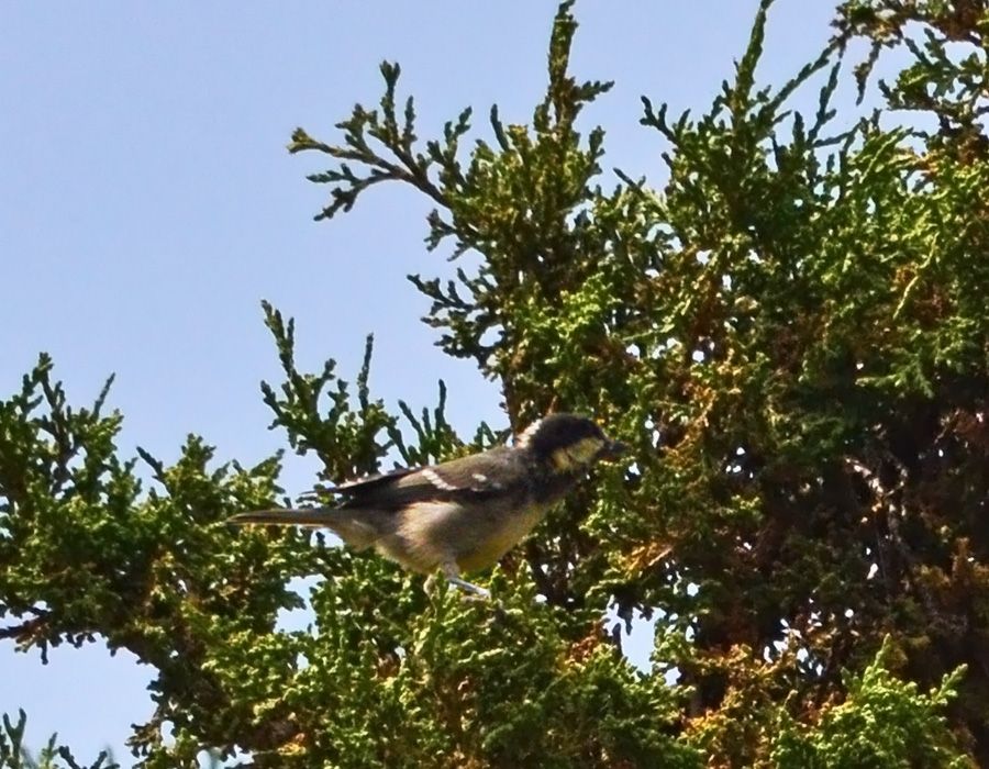 Coal Tit