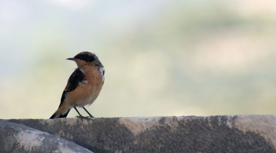 Black-eared Wheatear