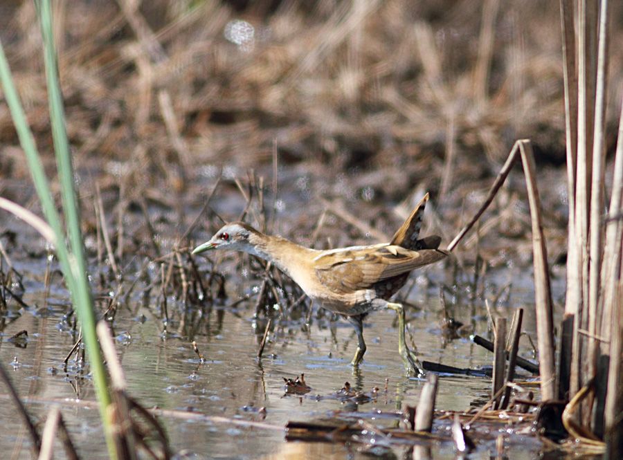 Little Crake