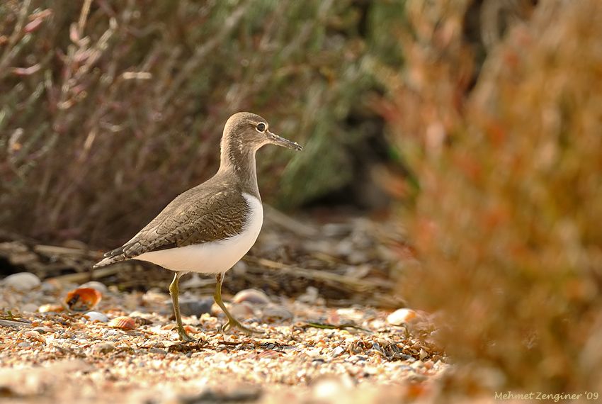 Common Sandpiper