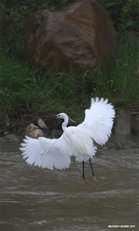 Little Egret