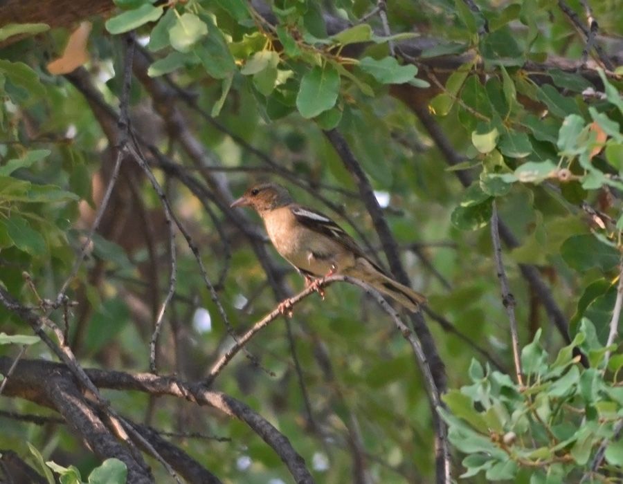 Common Chaffinch