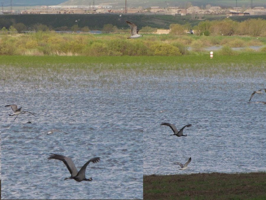 Demoiselle Crane