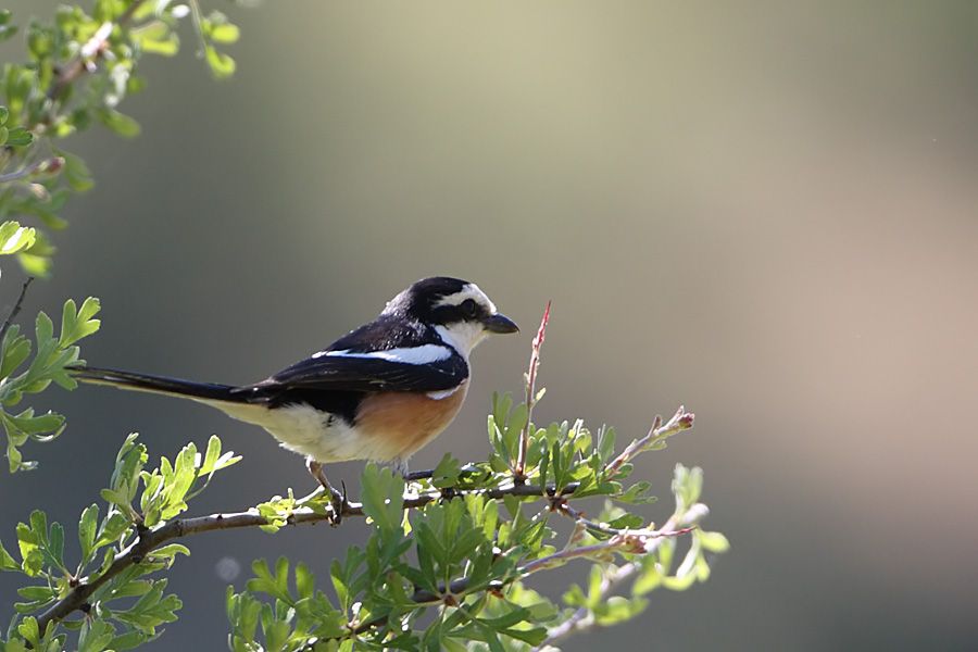 Masked Shrike