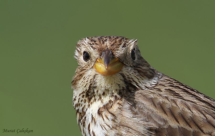 Corn Bunting
