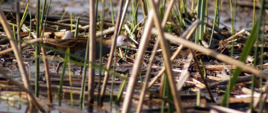 Little Crake
