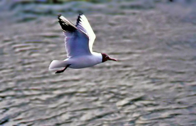 Black-headed Gull