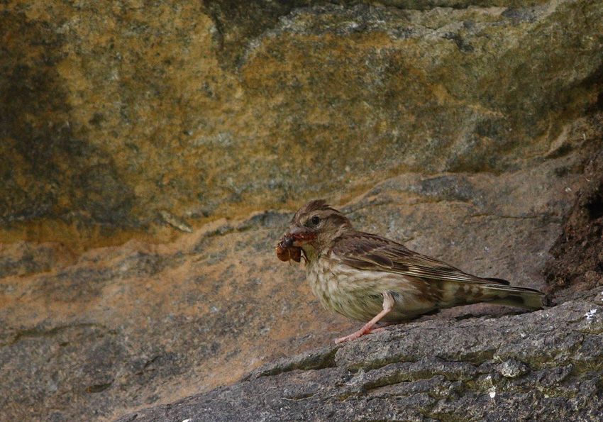 Rock Sparrow