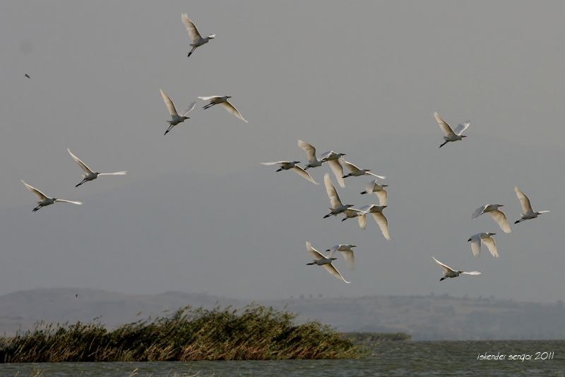 Little Egret