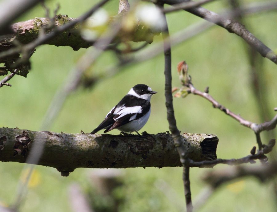 Collared Flycatcher