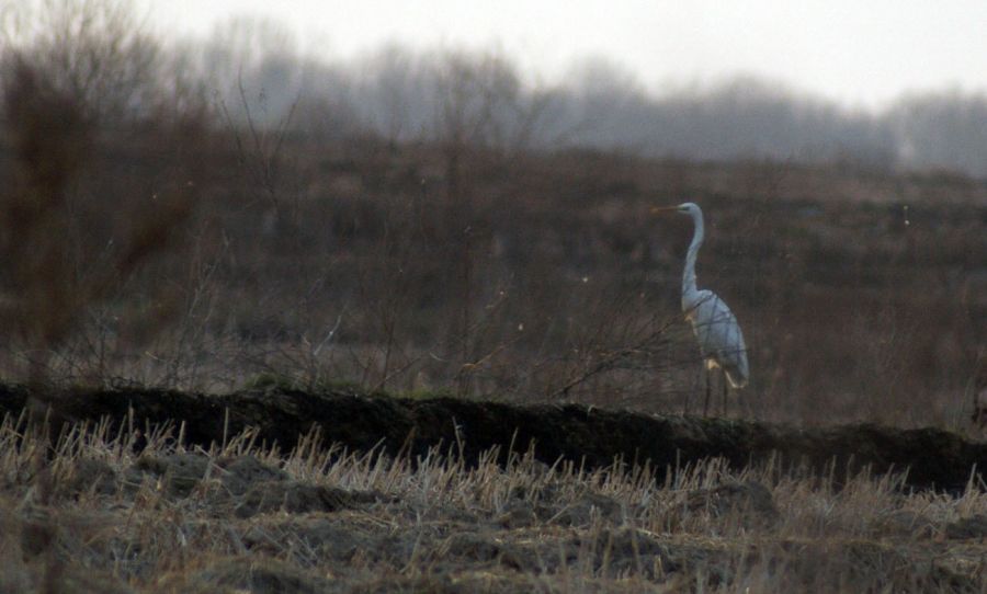 Great Egret