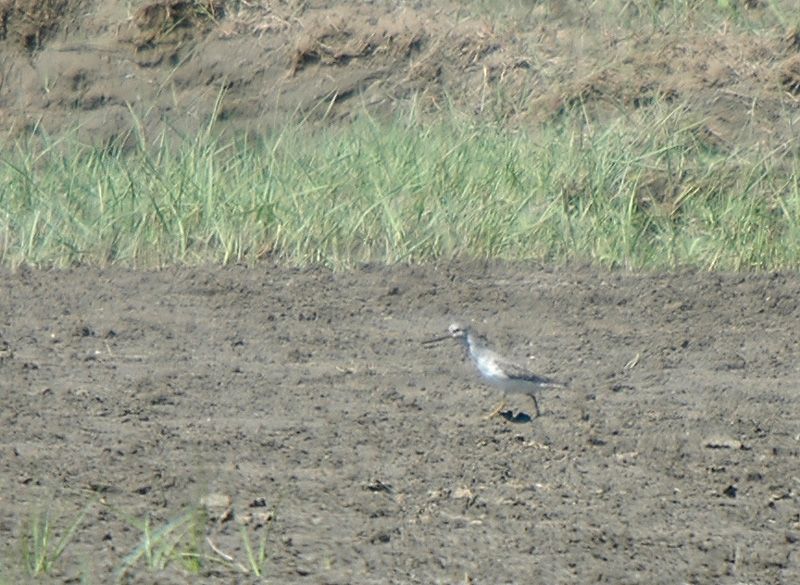 Terek Sandpiper