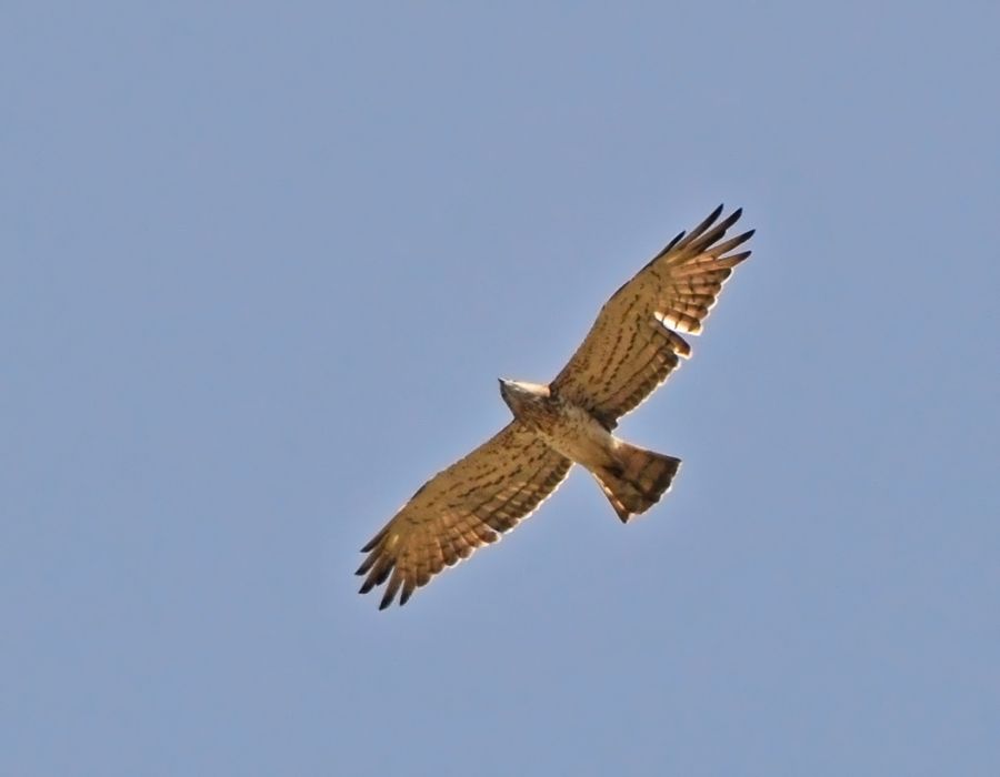 Yılan Kartalı