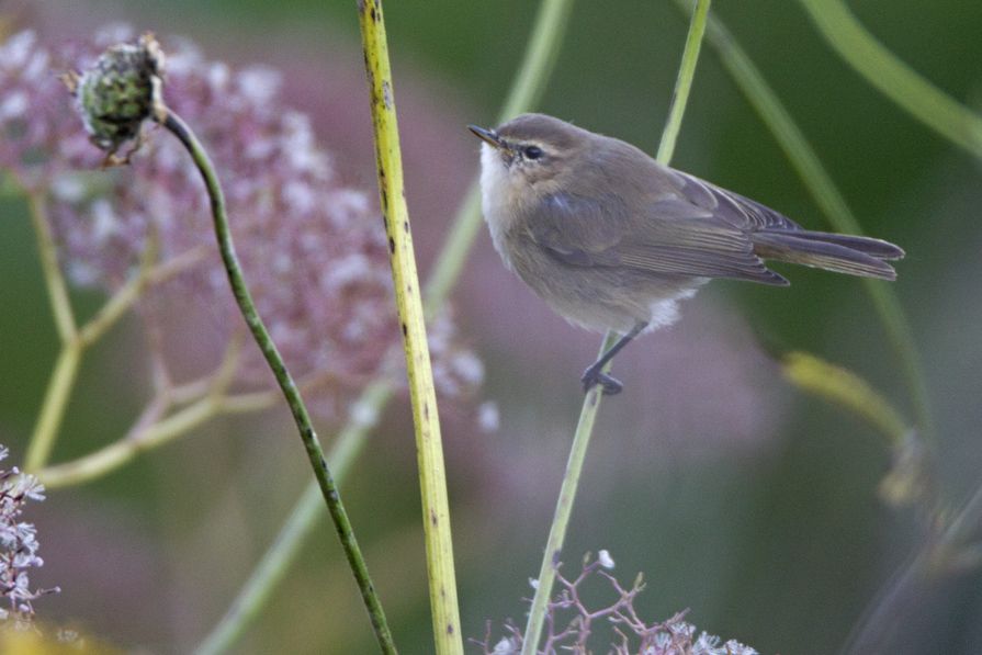 Mountain Chiffchaff