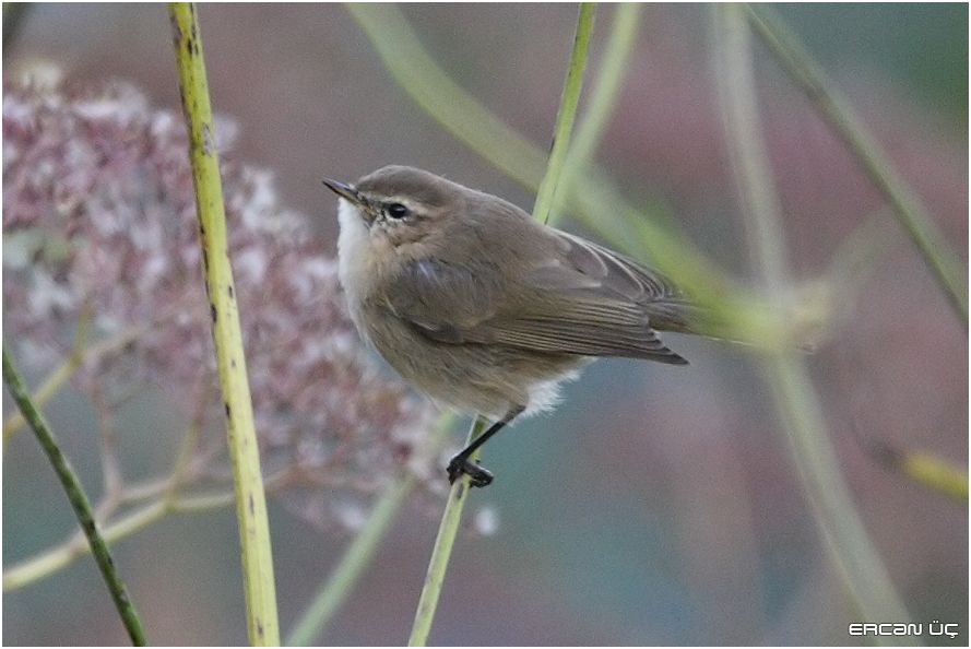 Mountain Chiffchaff