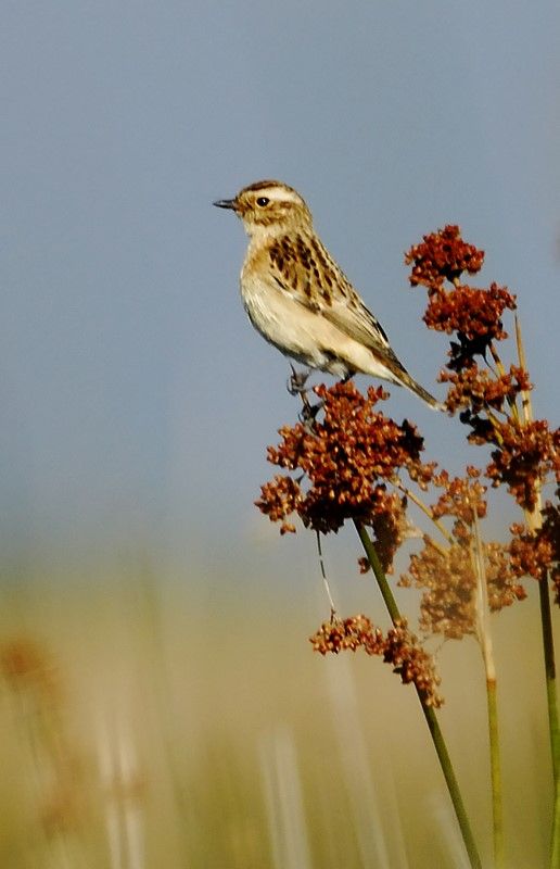 Whinchat