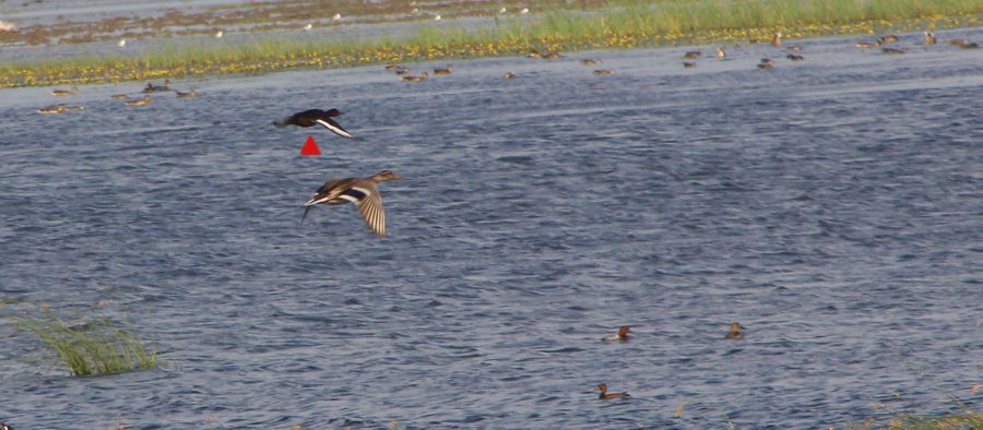 Ferruginous Duck