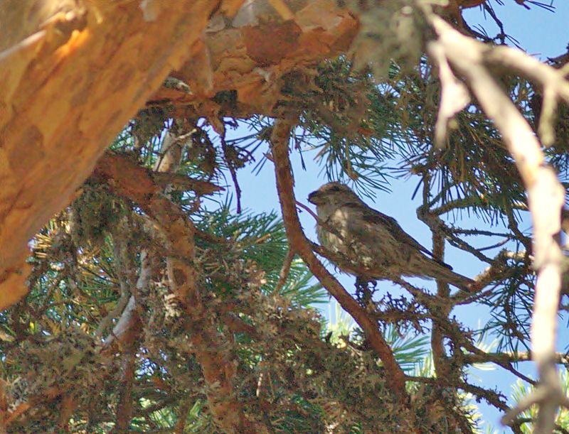 Red Crossbill