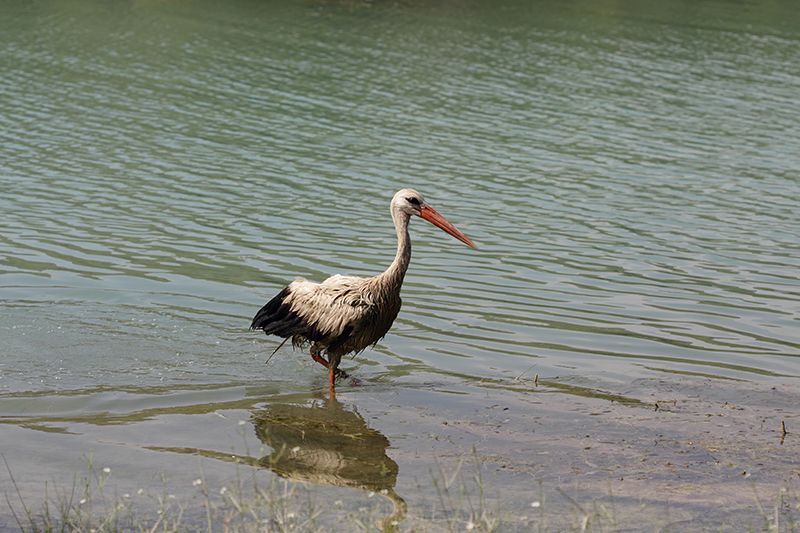 White Stork