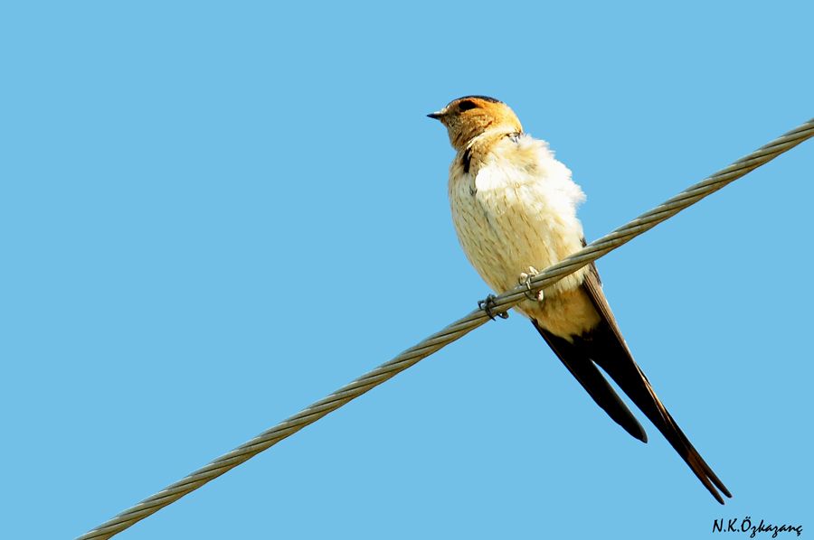 Red-rumped Swallow