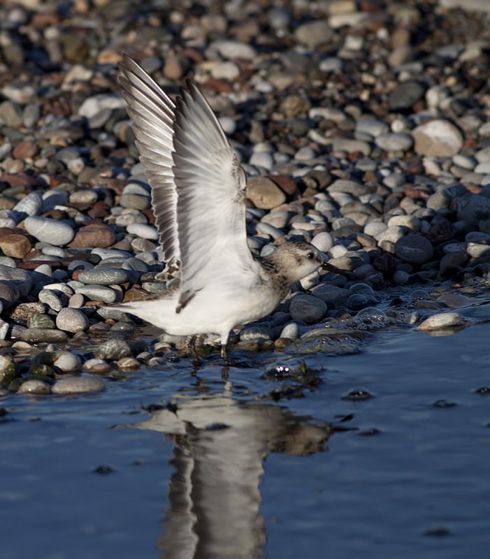 Sanderling