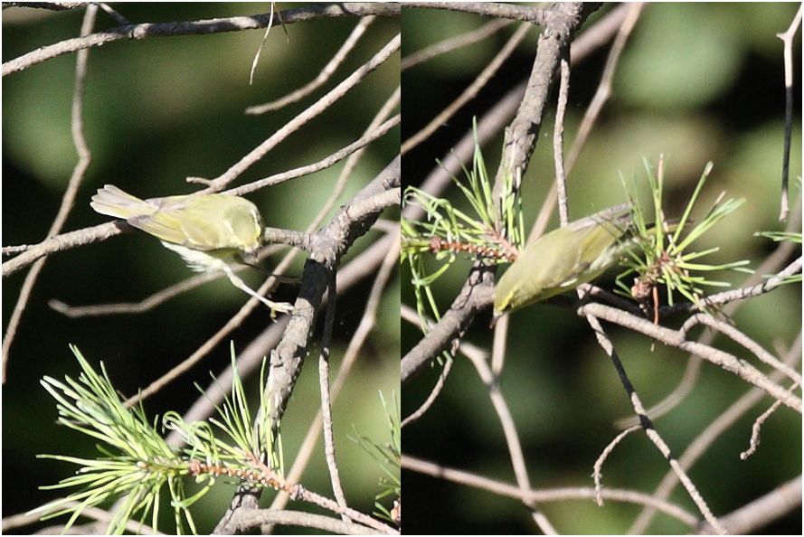Green Warbler