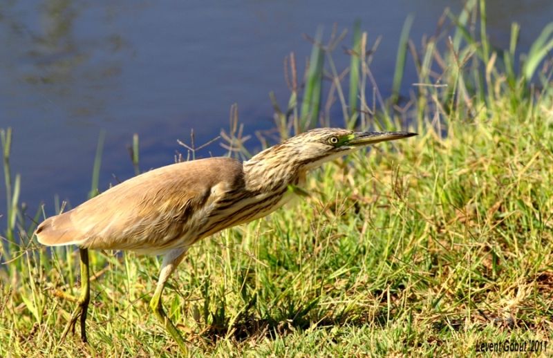 Squacco Heron