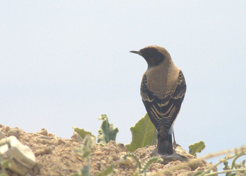 Black-eared Wheatear