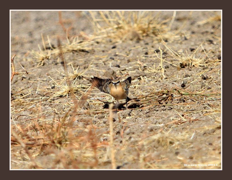 Northern Wheatear