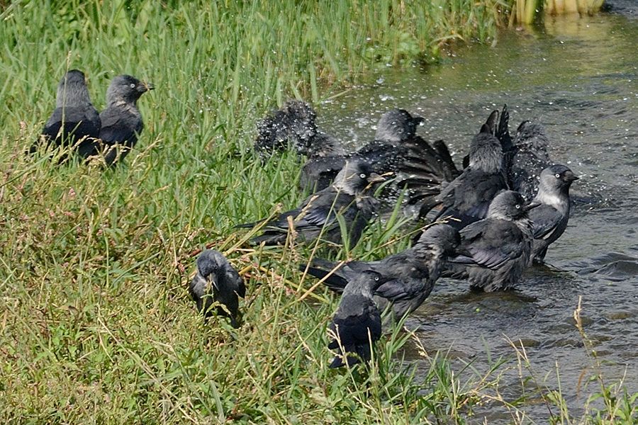 Western Jackdaw