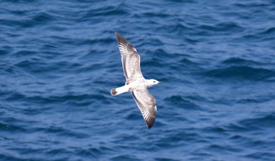 Yellow-legged Gull