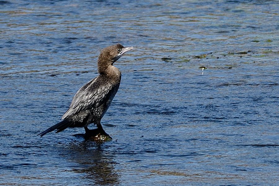 Pygmy Cormorant