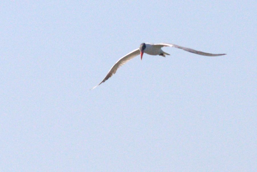 Caspian Tern