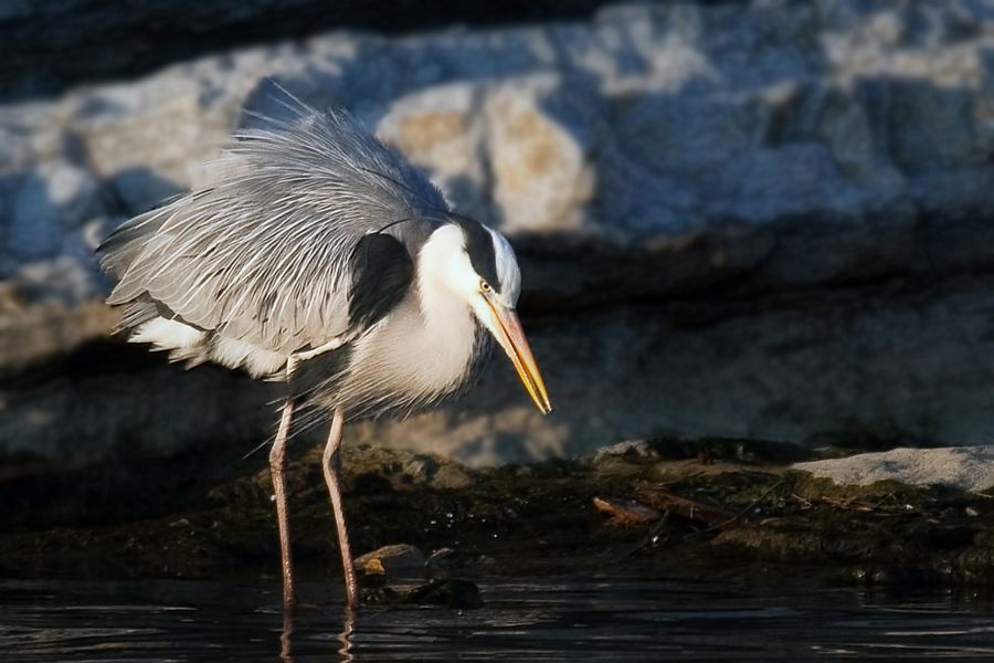Grey Heron
