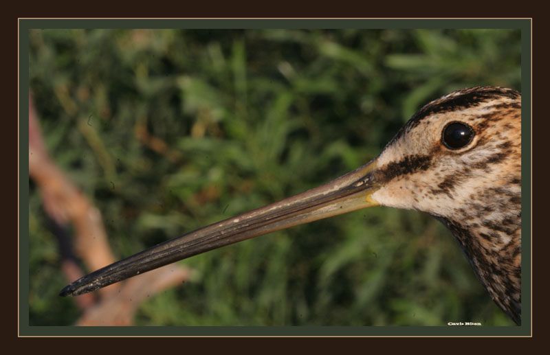 Common Snipe