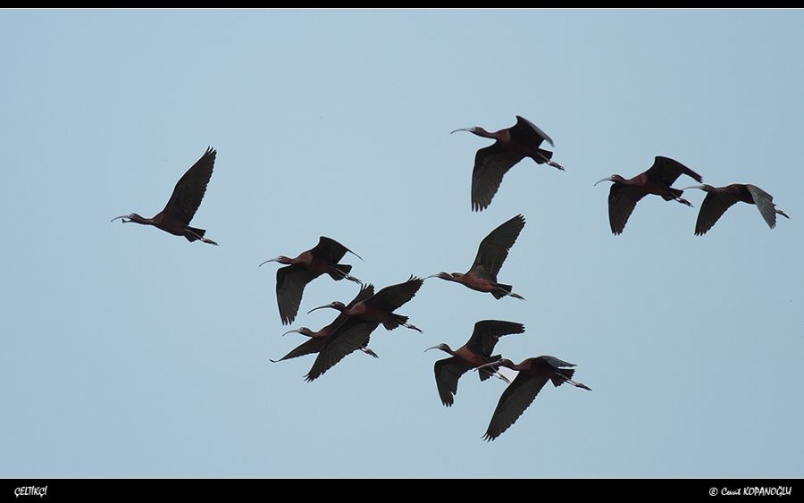 Glossy Ibis