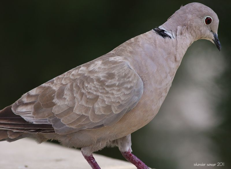 Eurasian Collared Dove