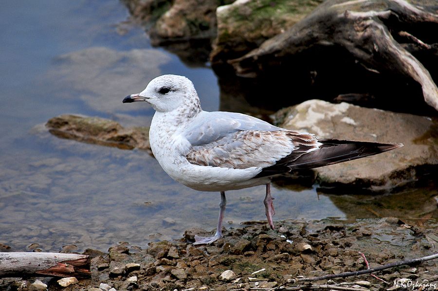 Common Gull