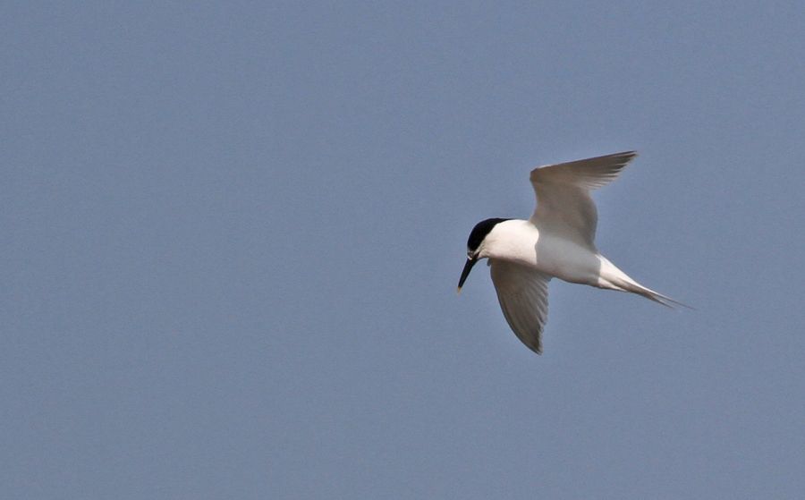 Karagagalı Sumru