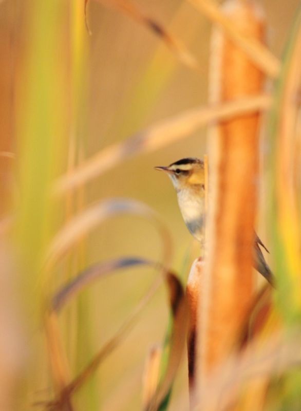 Sedge Warbler