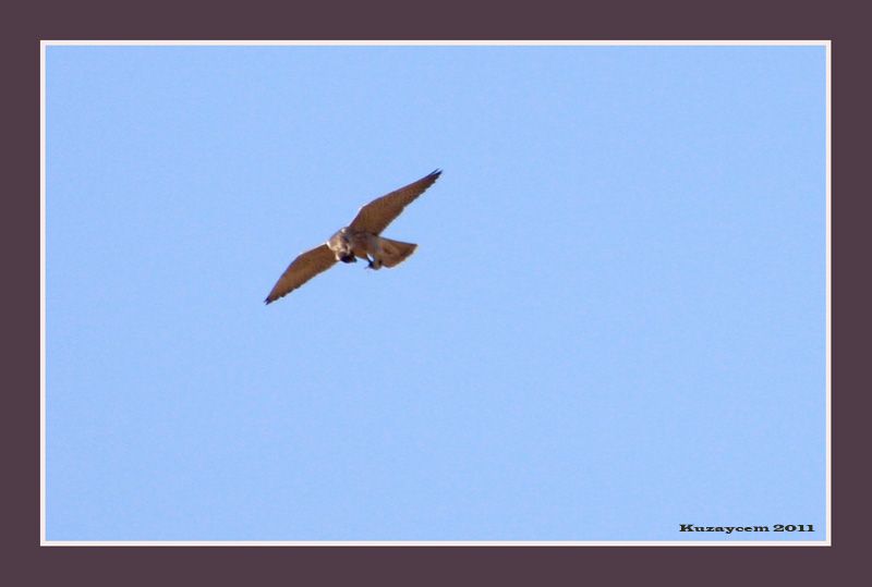 Common Kestrel