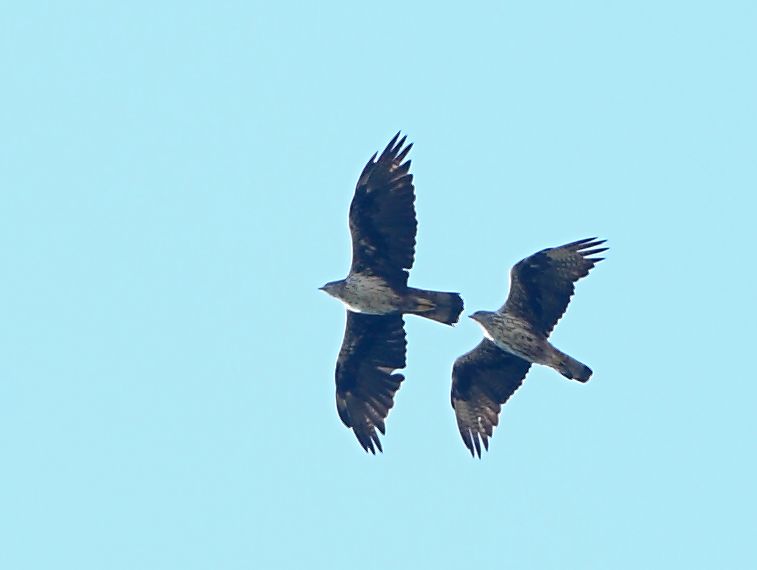 Bonelli`s Eagle
