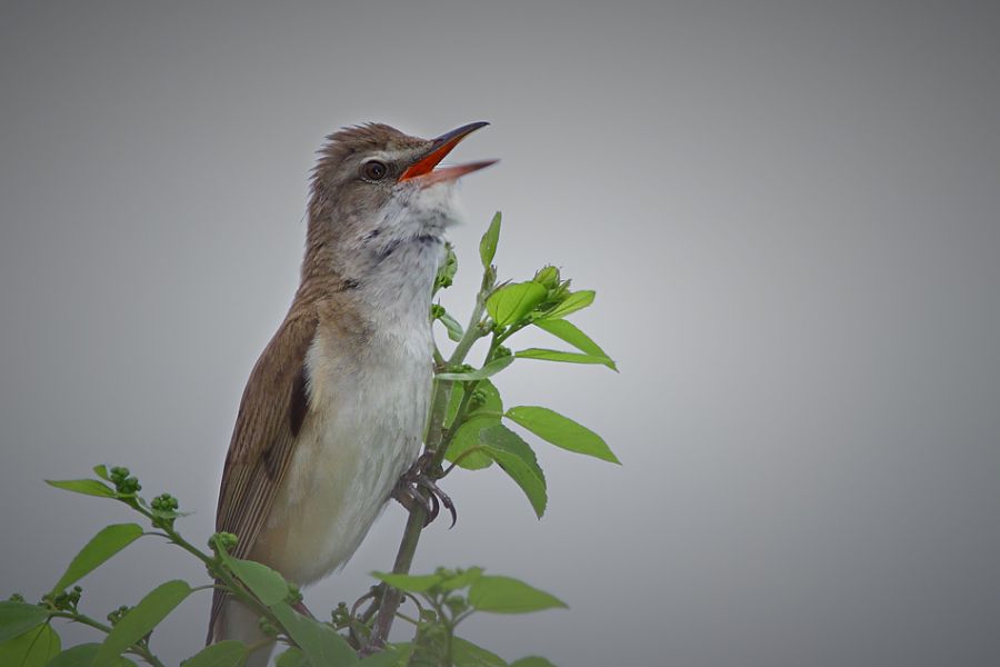 Great Reed Warbler