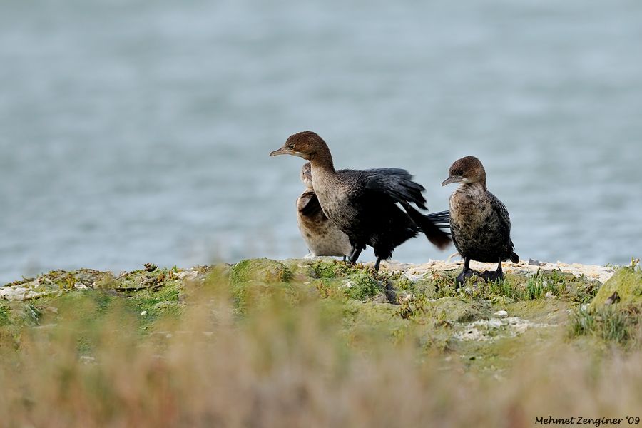 Pygmy Cormorant
