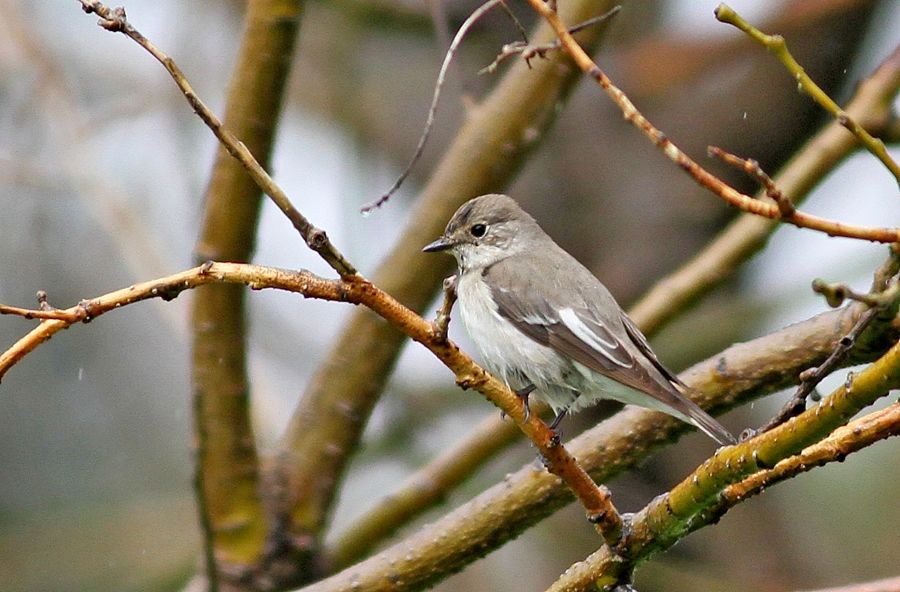 European Pied Flycatcher