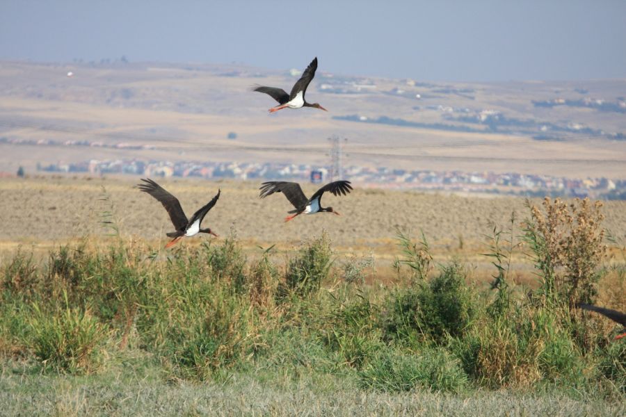 Black Stork