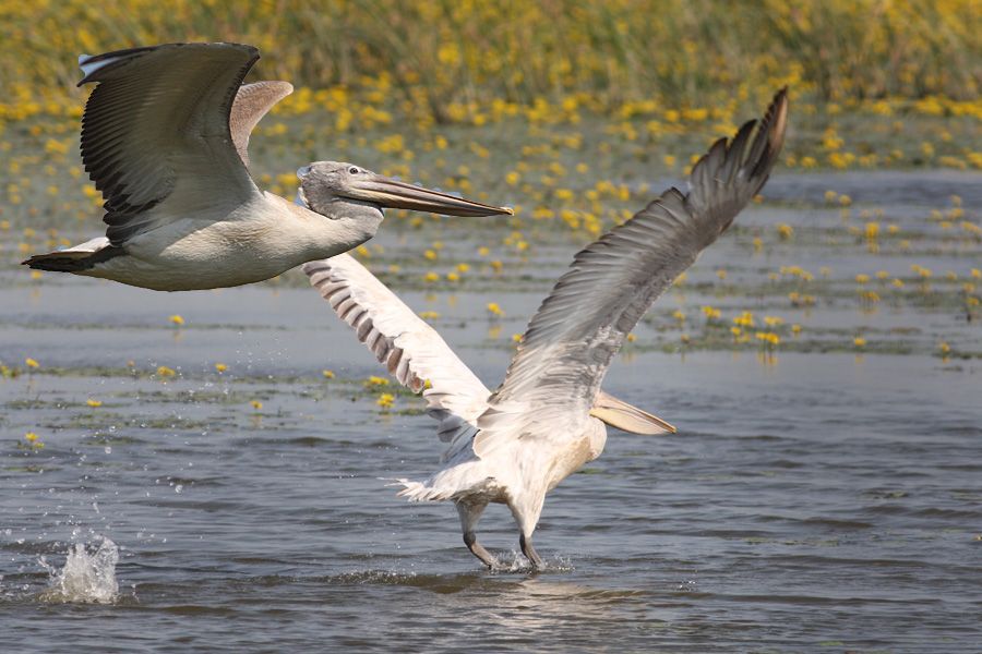 Dalmatian Pelican