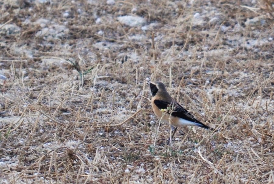 Black-eared Wheatear