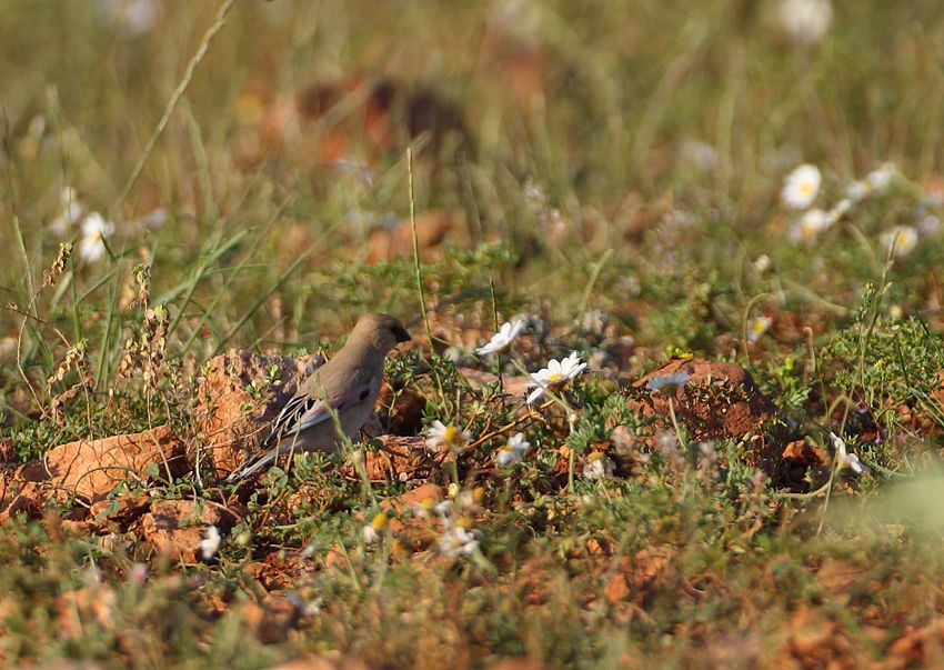 Desert Finch